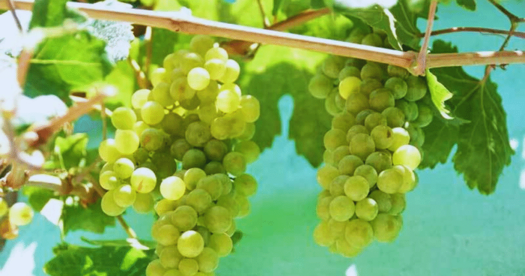 Clusters of green grapes hanging from a vine, surrounded by lush green leaves in a sunlit vineyard.
