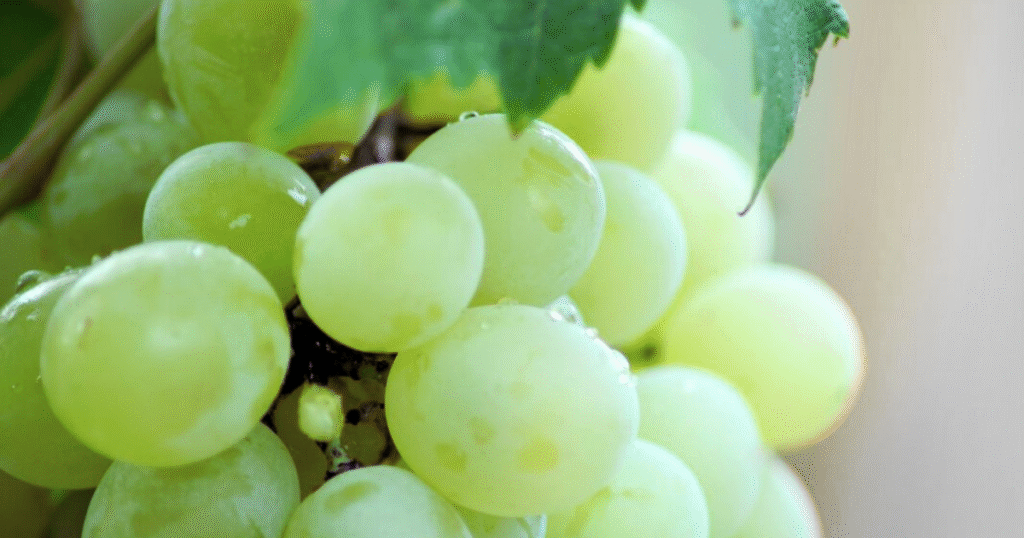 A cluster of green grapes hanging from a vine, showcasing their fresh and ripe appearance.